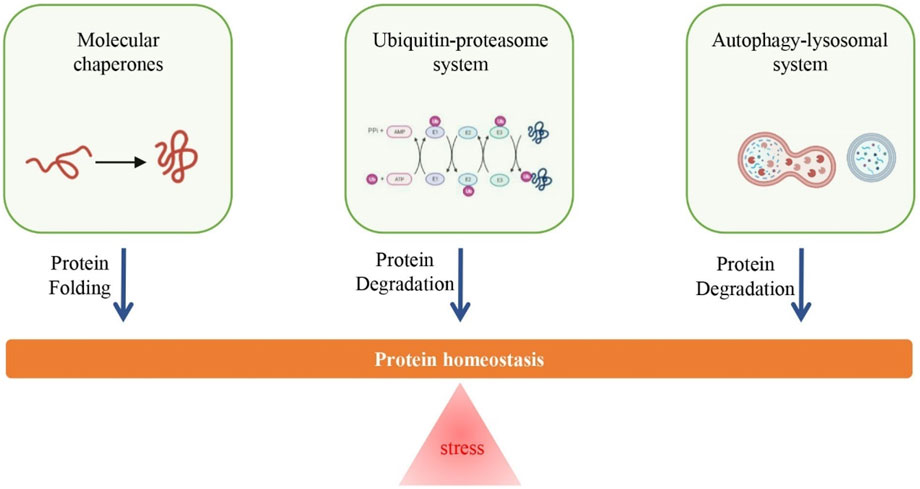 Overview of regulatory mechanisms of protein homeostasis. (OA Literature)